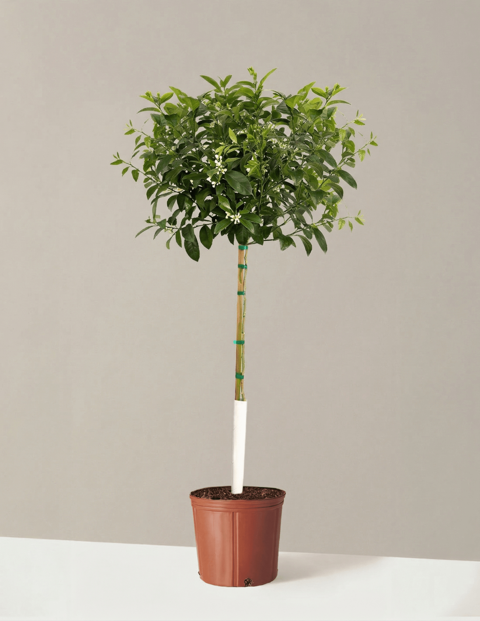 Improved Meyer Lemon Tree - Cheeky Garden