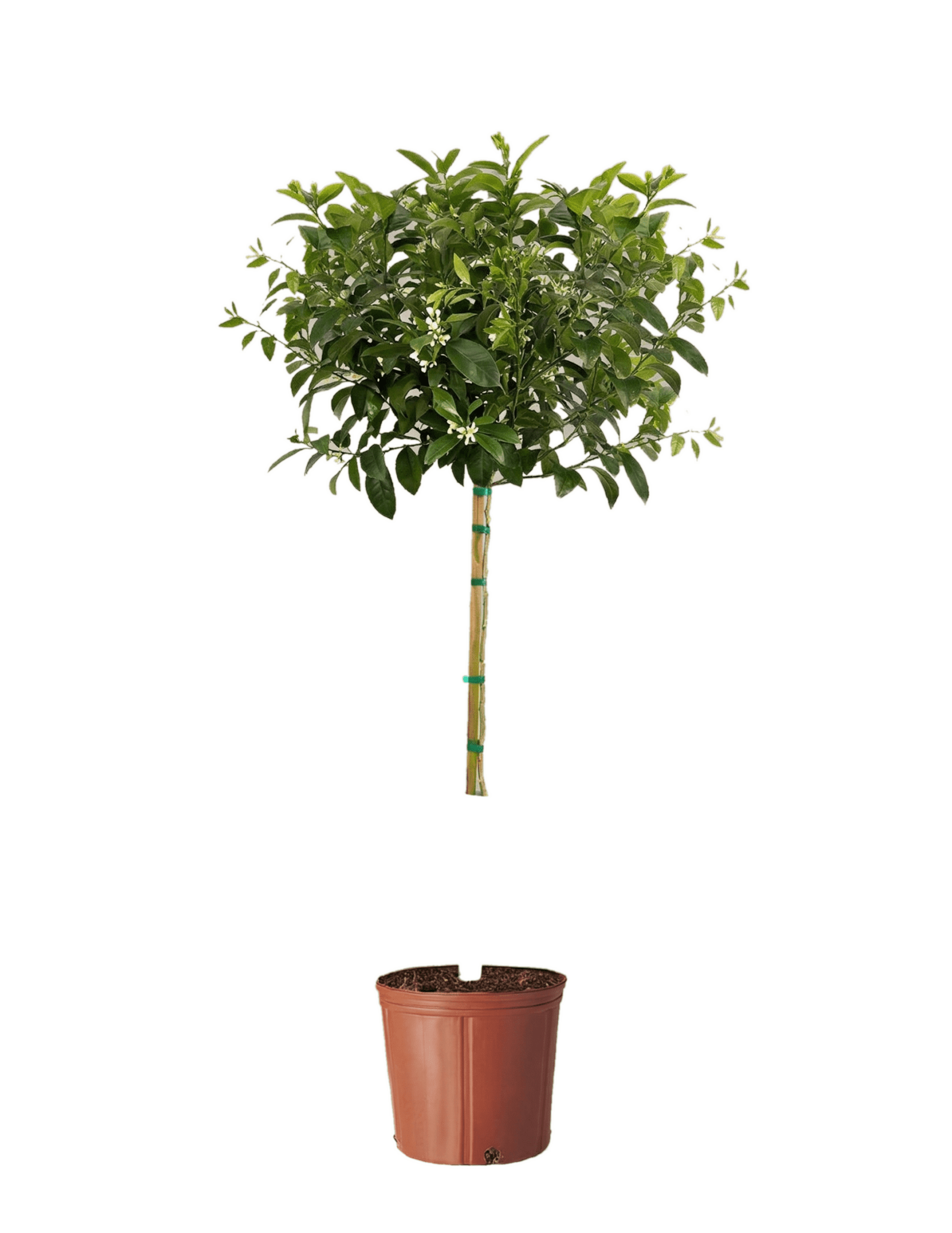 Improved Meyer Lemon Tree - Cheeky Garden