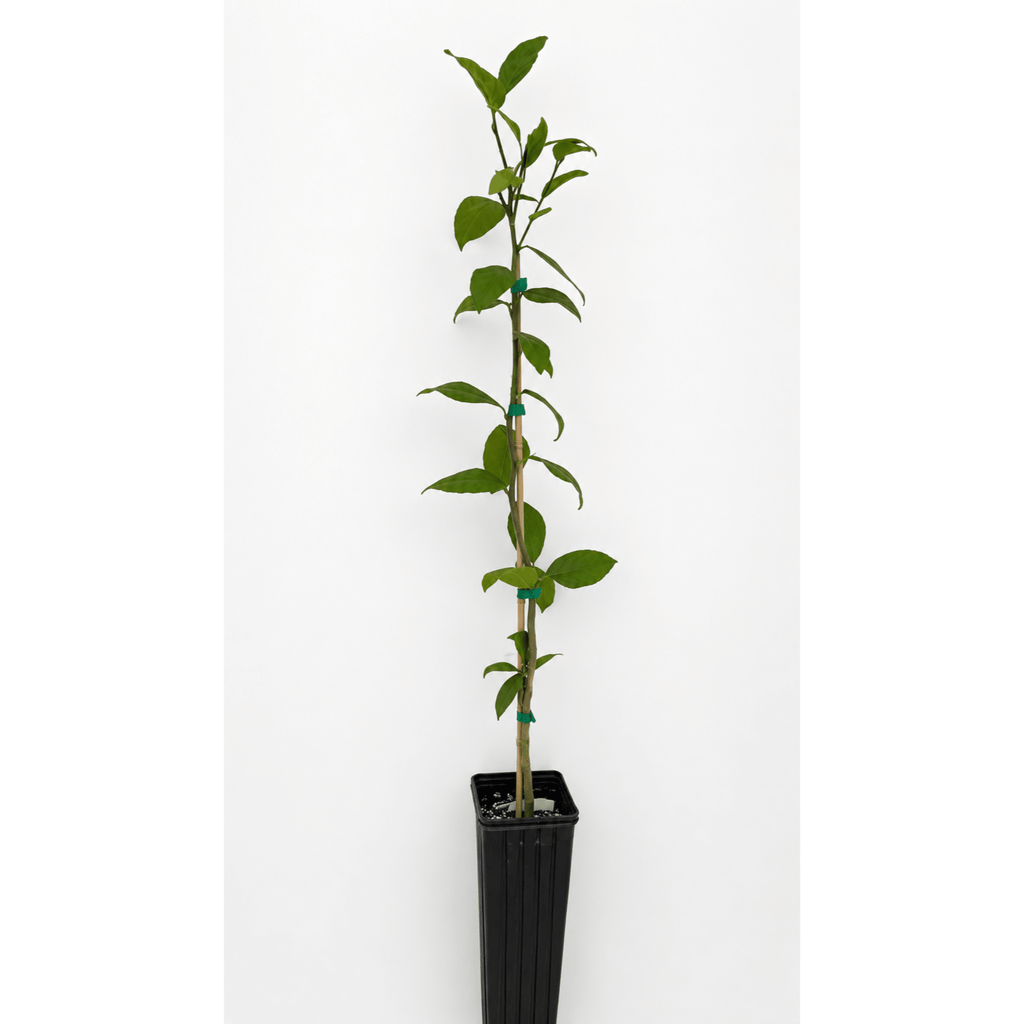 Improved Meyer Lemon Tree - Cheeky Garden