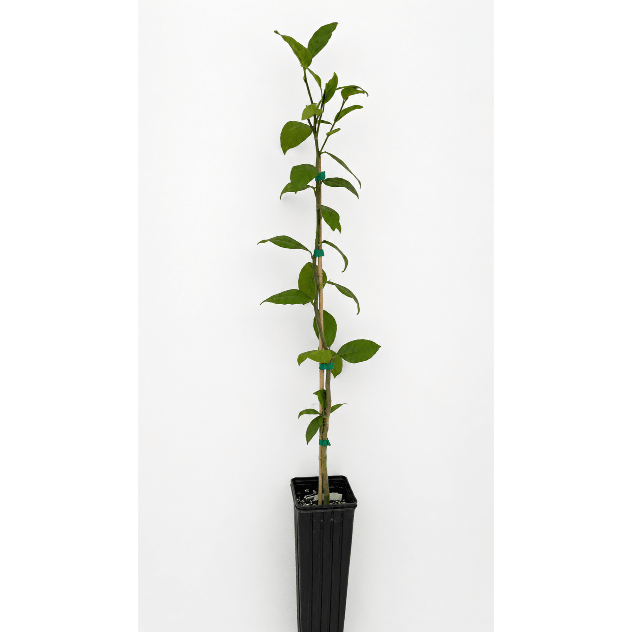 Improved Meyer Lemon Tree - Cheeky Garden