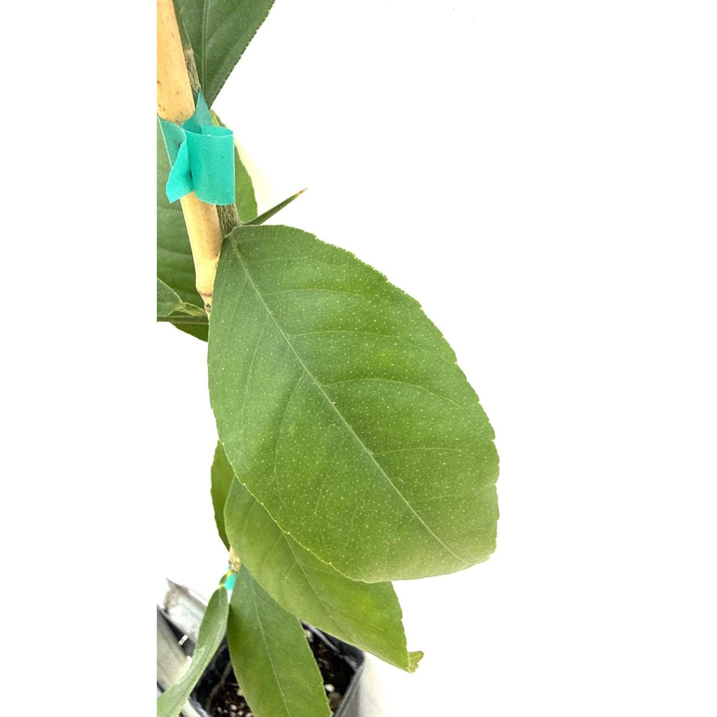 Improved Meyer Lemon Tree - Cheeky Garden