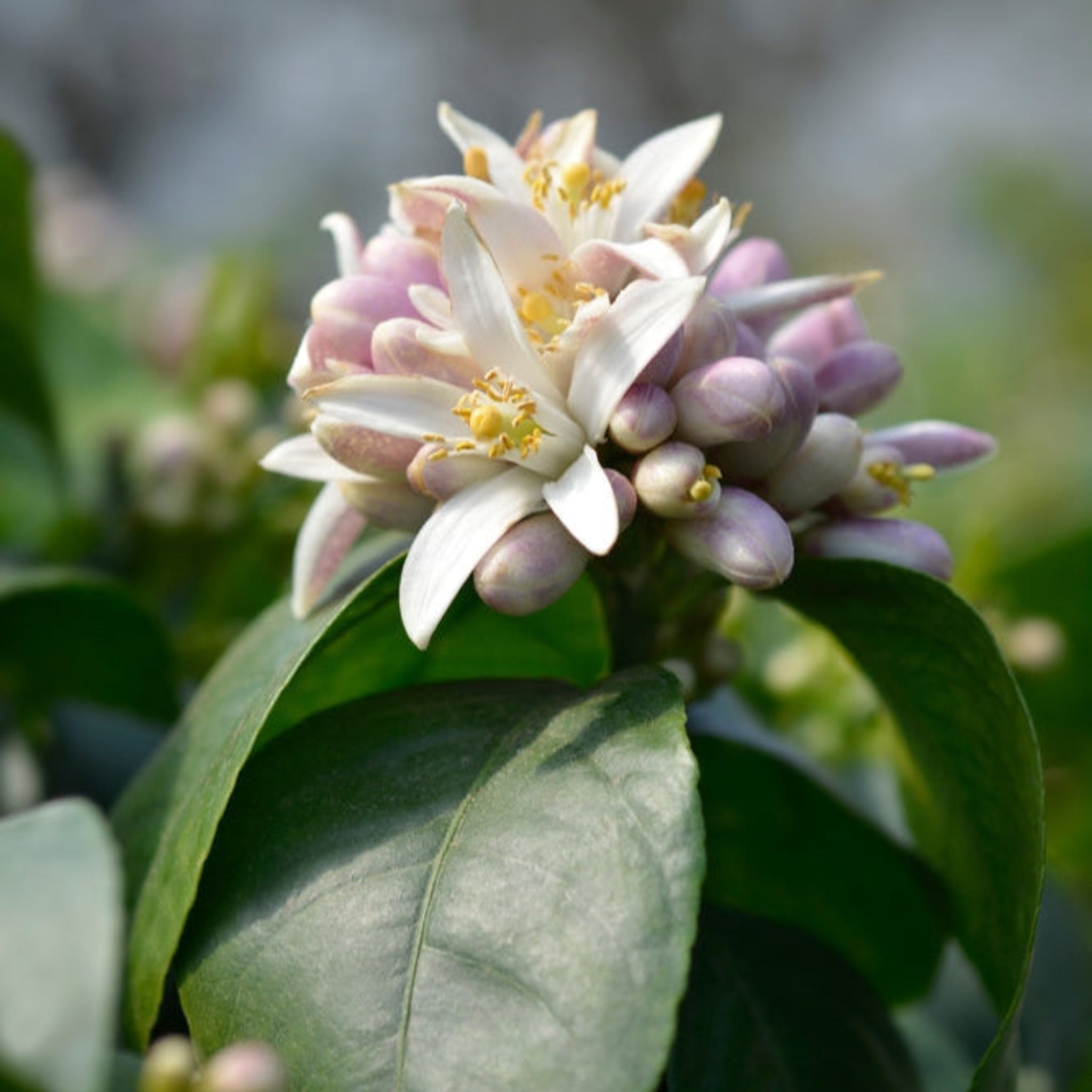 Improved Meyer Lemon Tree - Cheeky Garden