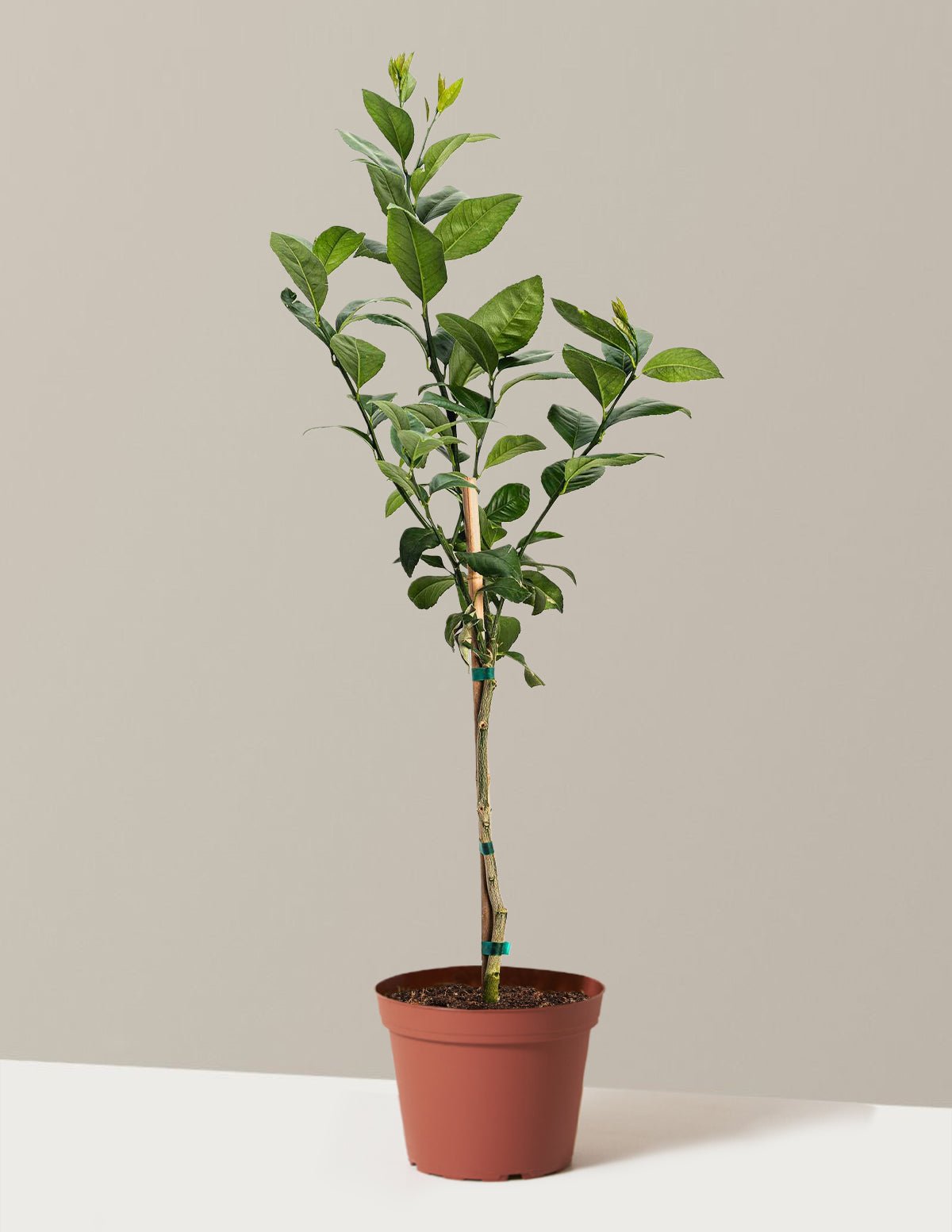 Improved Meyer Lemon Tree - Cheeky Garden