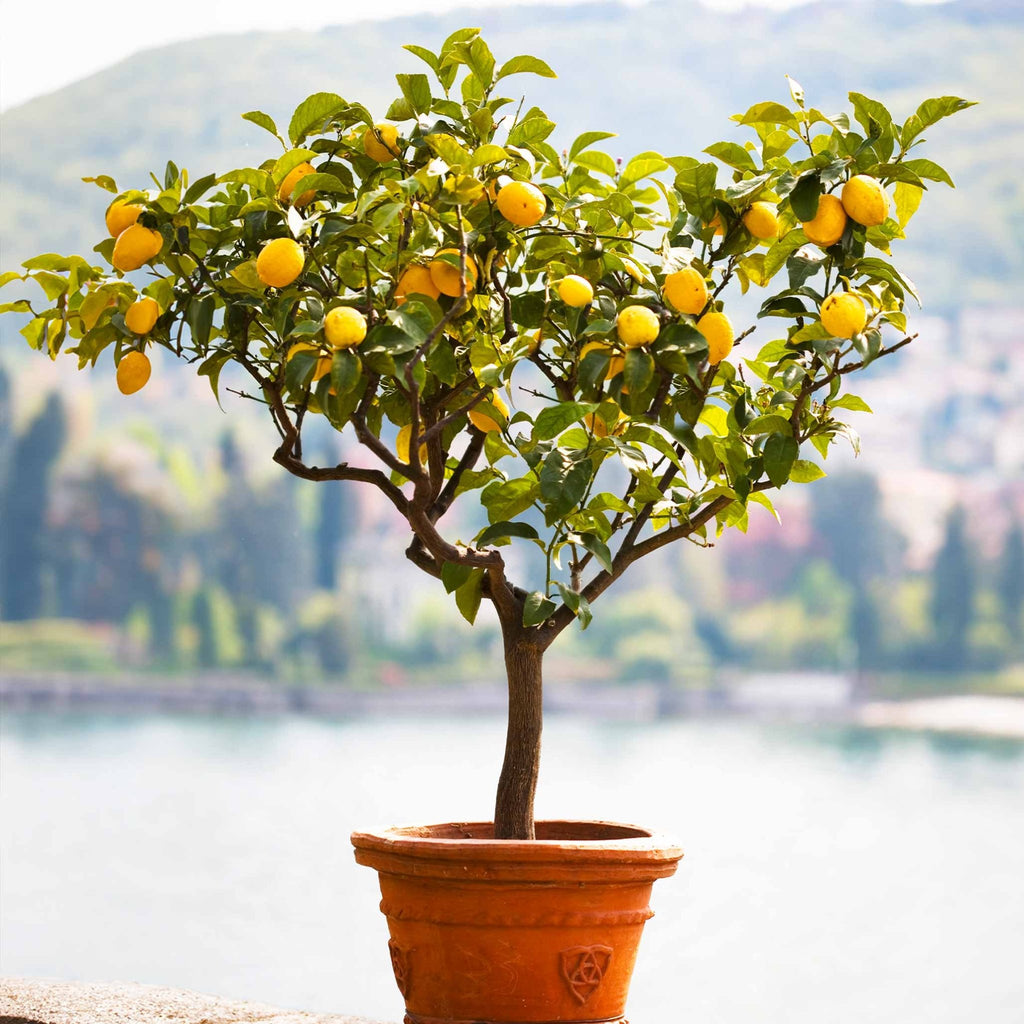 Improved Meyer Lemon Tree (CA) - Cheeky Garden