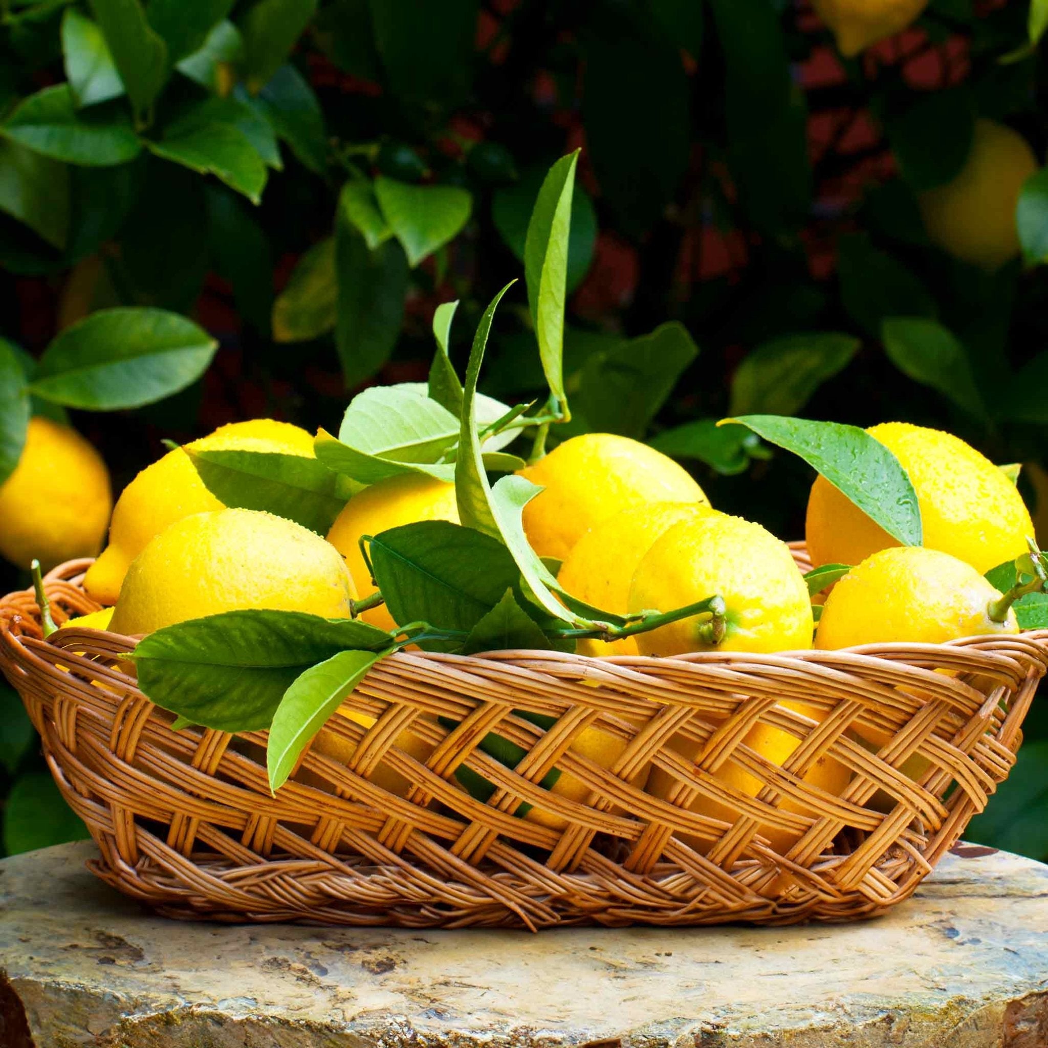Improved Meyer Lemon Tree (CA) - Cheeky Garden
