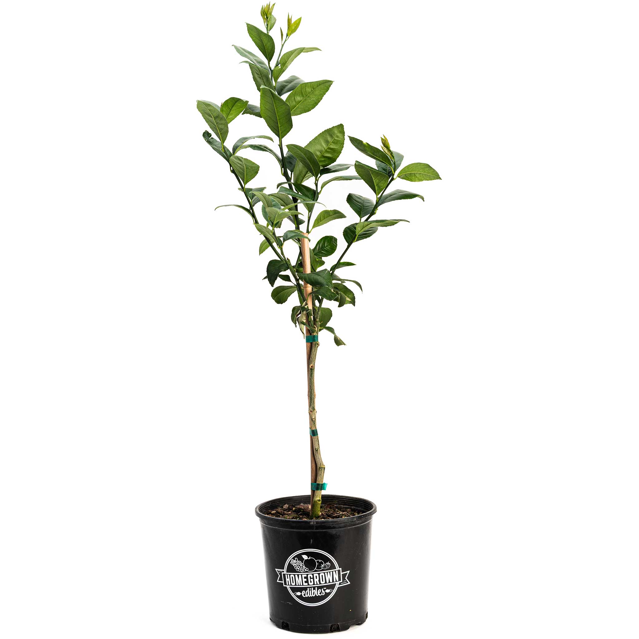 Improved Meyer Lemon Tree (CA) - Cheeky Garden