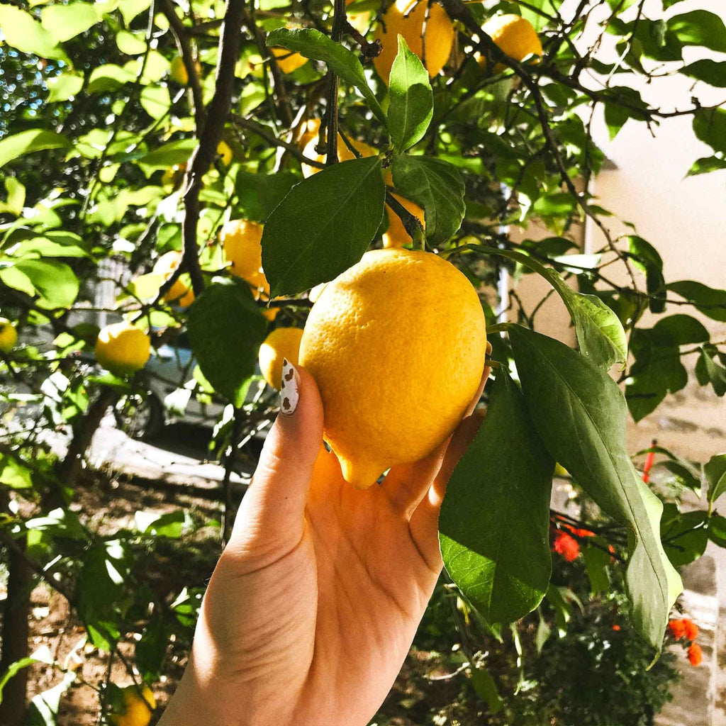 Improved Meyer Lemon Tree (CA) - Cheeky Garden