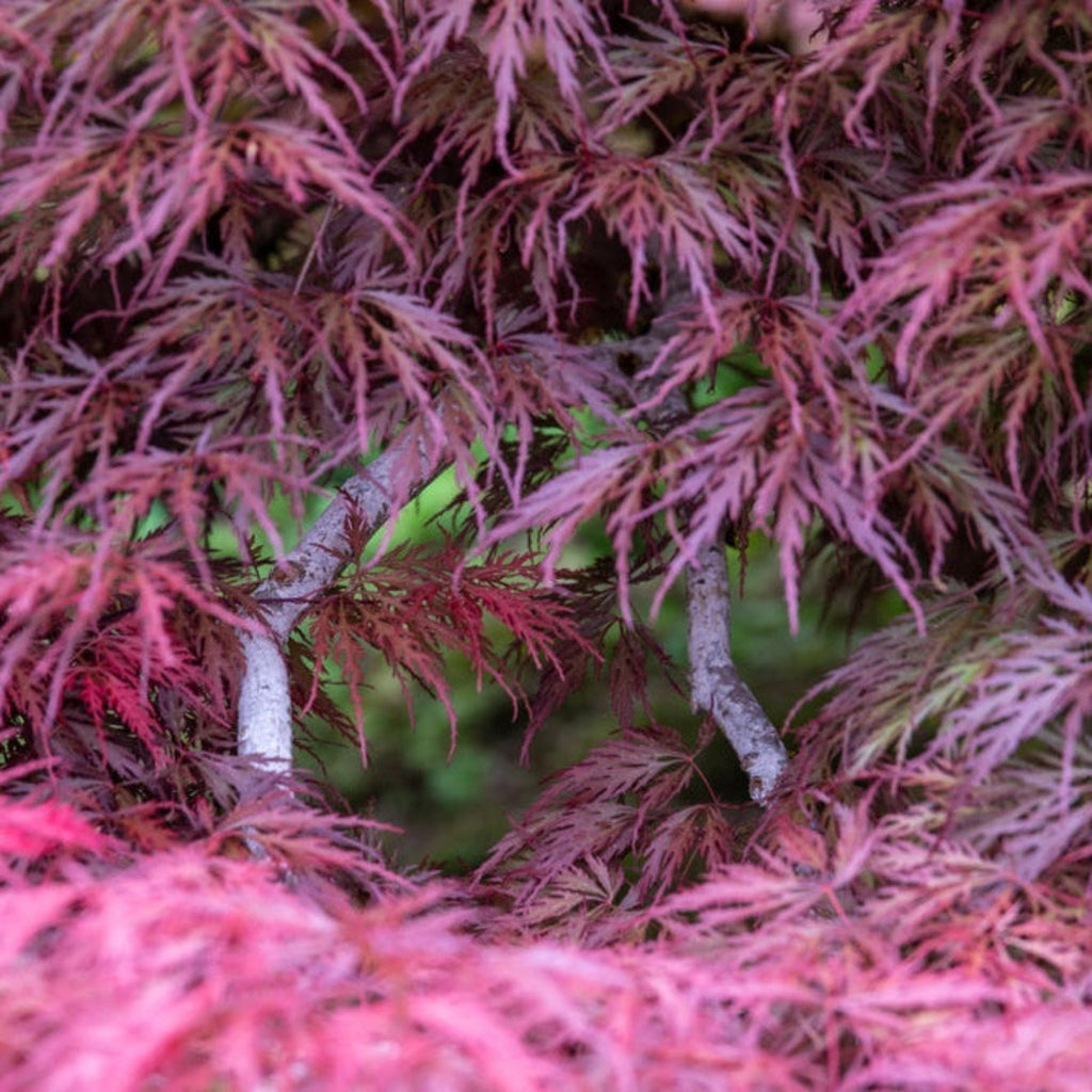 Inaba Shidare Japanese Maple - Cheeky Garden