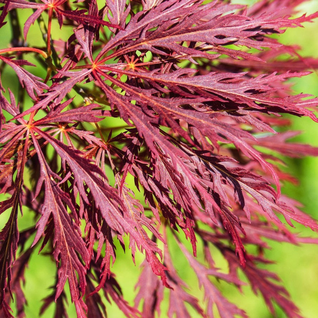 Inaba Shidare Japanese Maple - Cheeky Garden