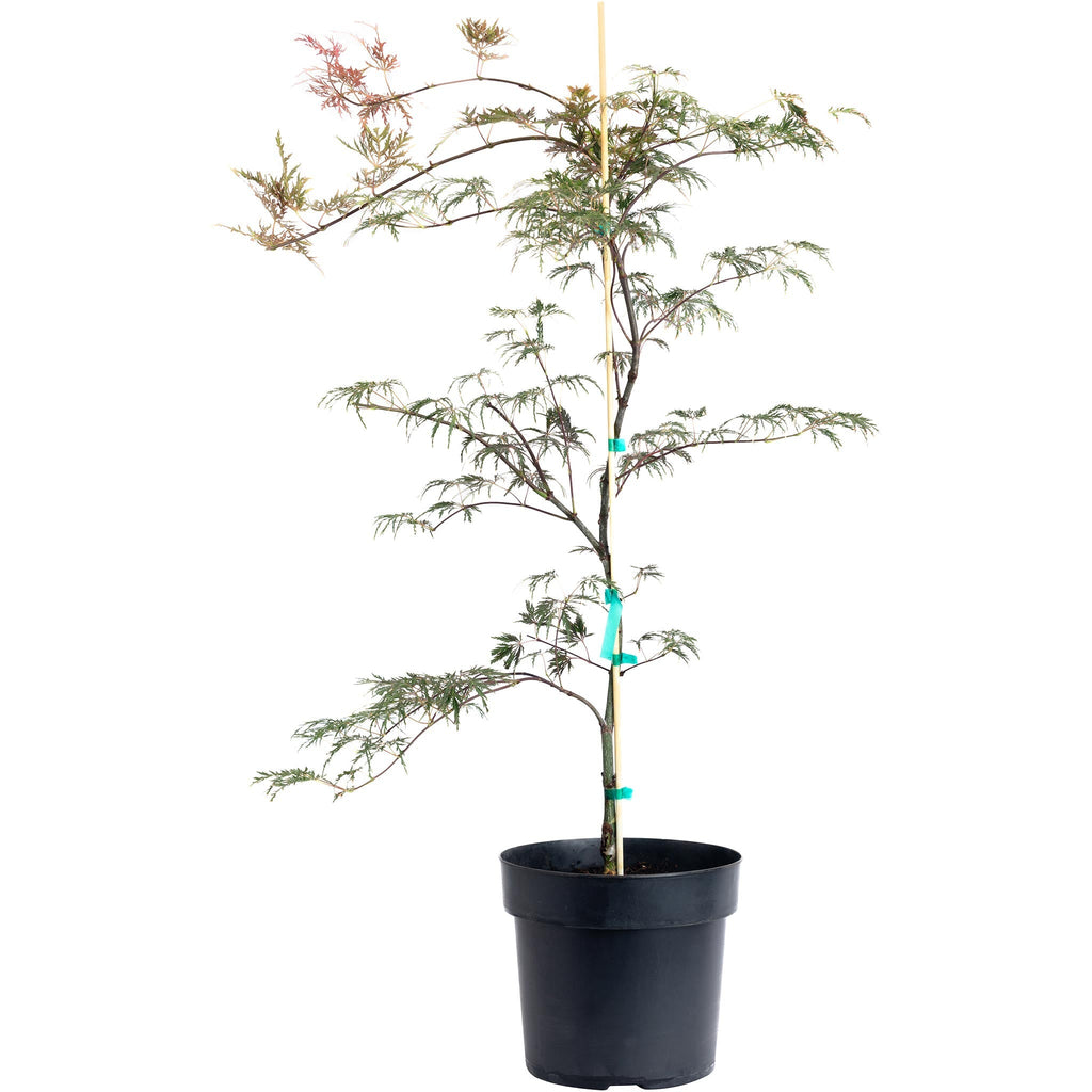 Inaba Shidare Japanese Maple - Cheeky Garden
