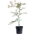 Inaba Shidare Japanese Maple - Cheeky Garden