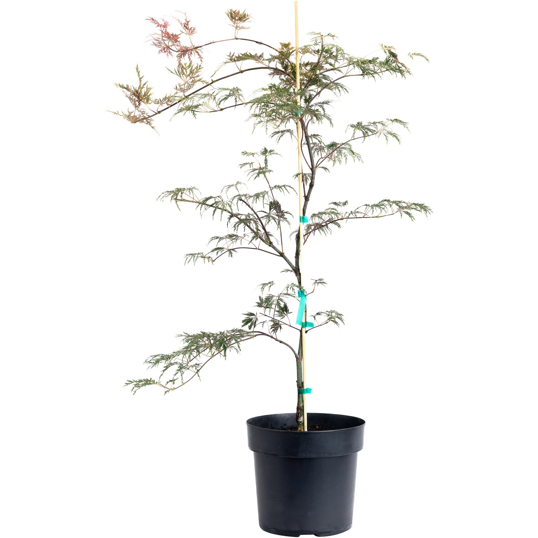Inaba Shidare Japanese Maple - Cheeky Garden