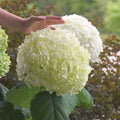Incrediball® Hydrangea - Cheeky Garden