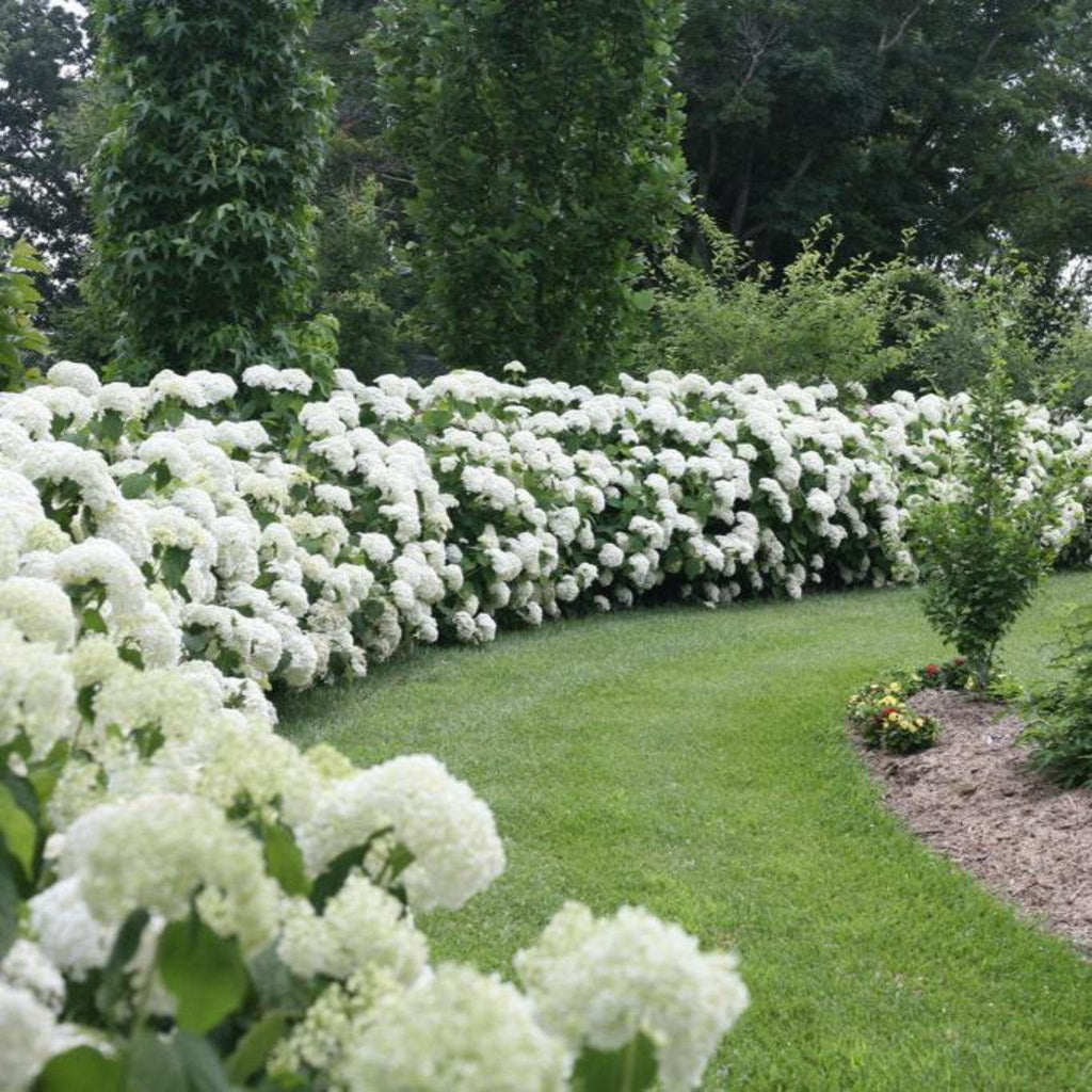 Incrediball® Hydrangea - Cheeky Garden