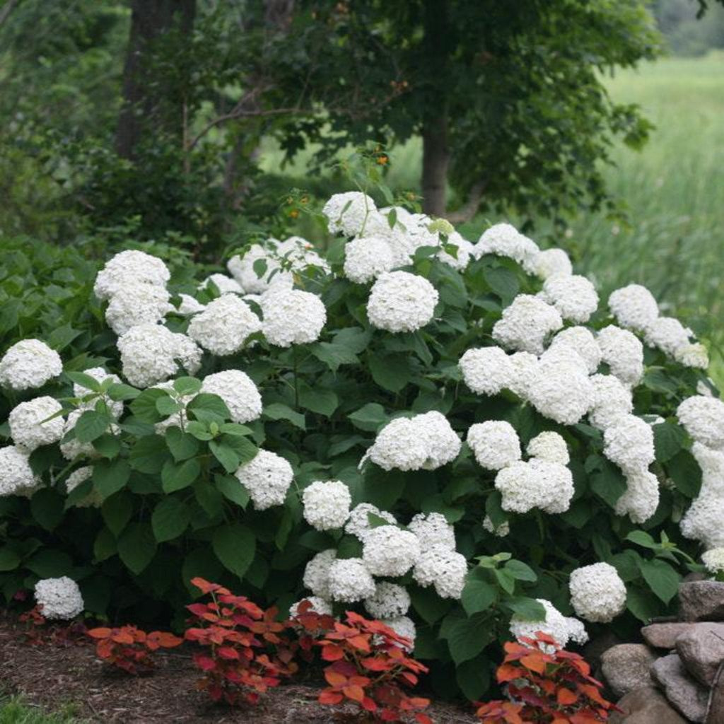Incrediball® Hydrangea - Cheeky Garden