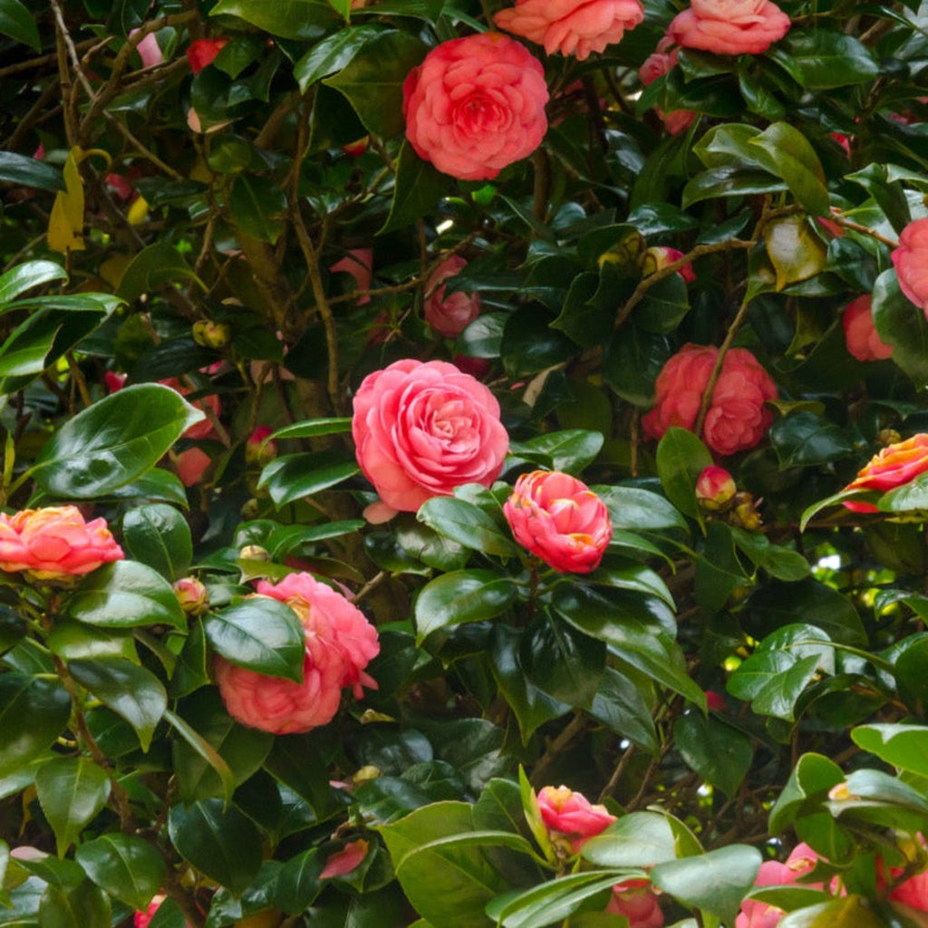 Jack Camellia - Cheeky Garden