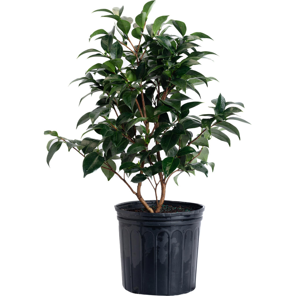 Jack Camellia - Cheeky Garden