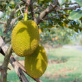 Jackfruit Tree - Cheeky Garden