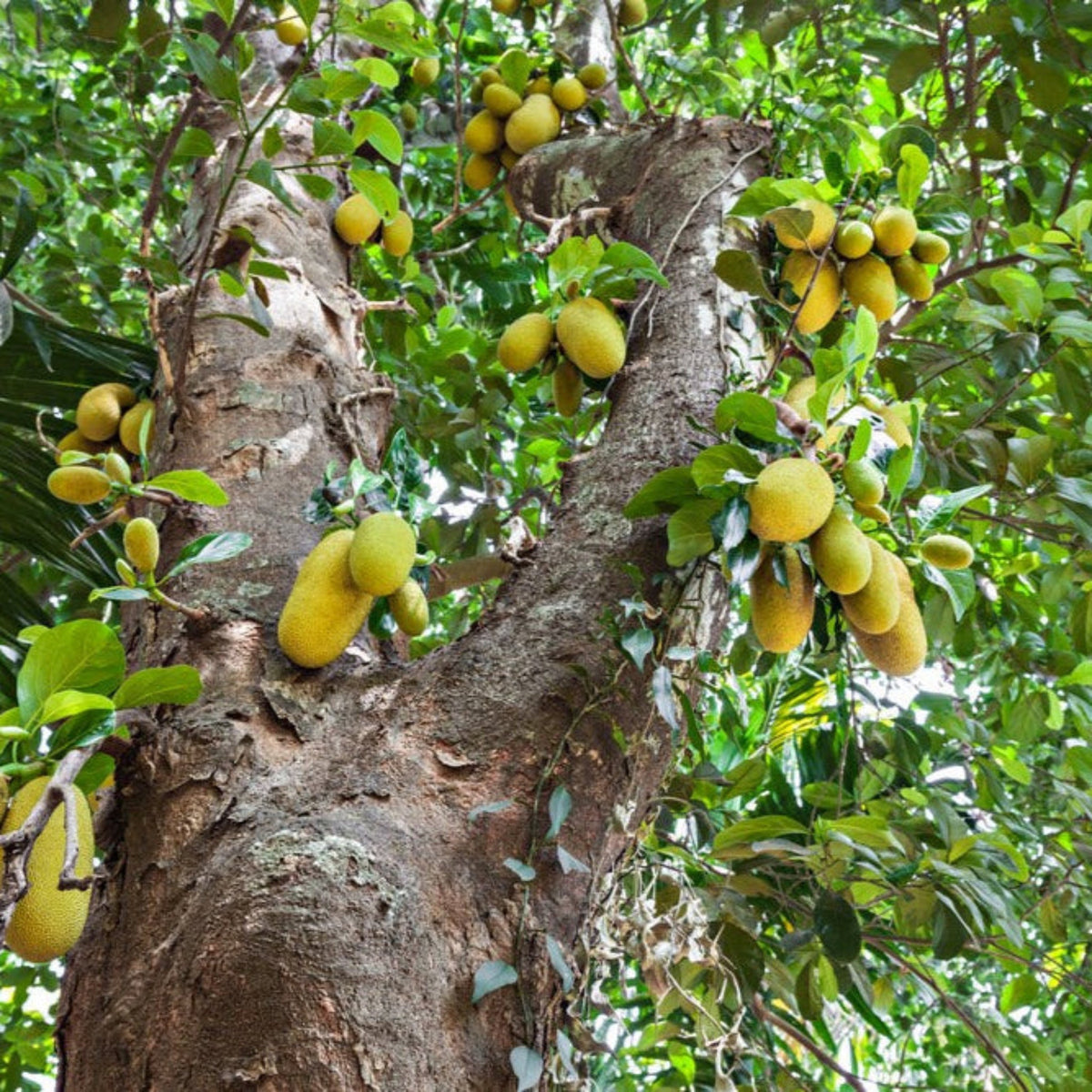 Jackfruit Tree - Cheeky Garden