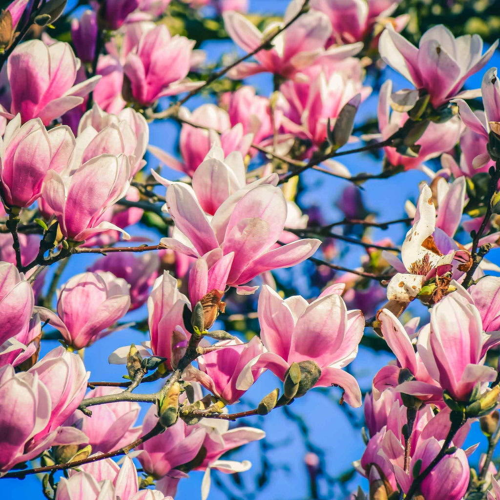 Jane Magnolia - Cheeky Garden