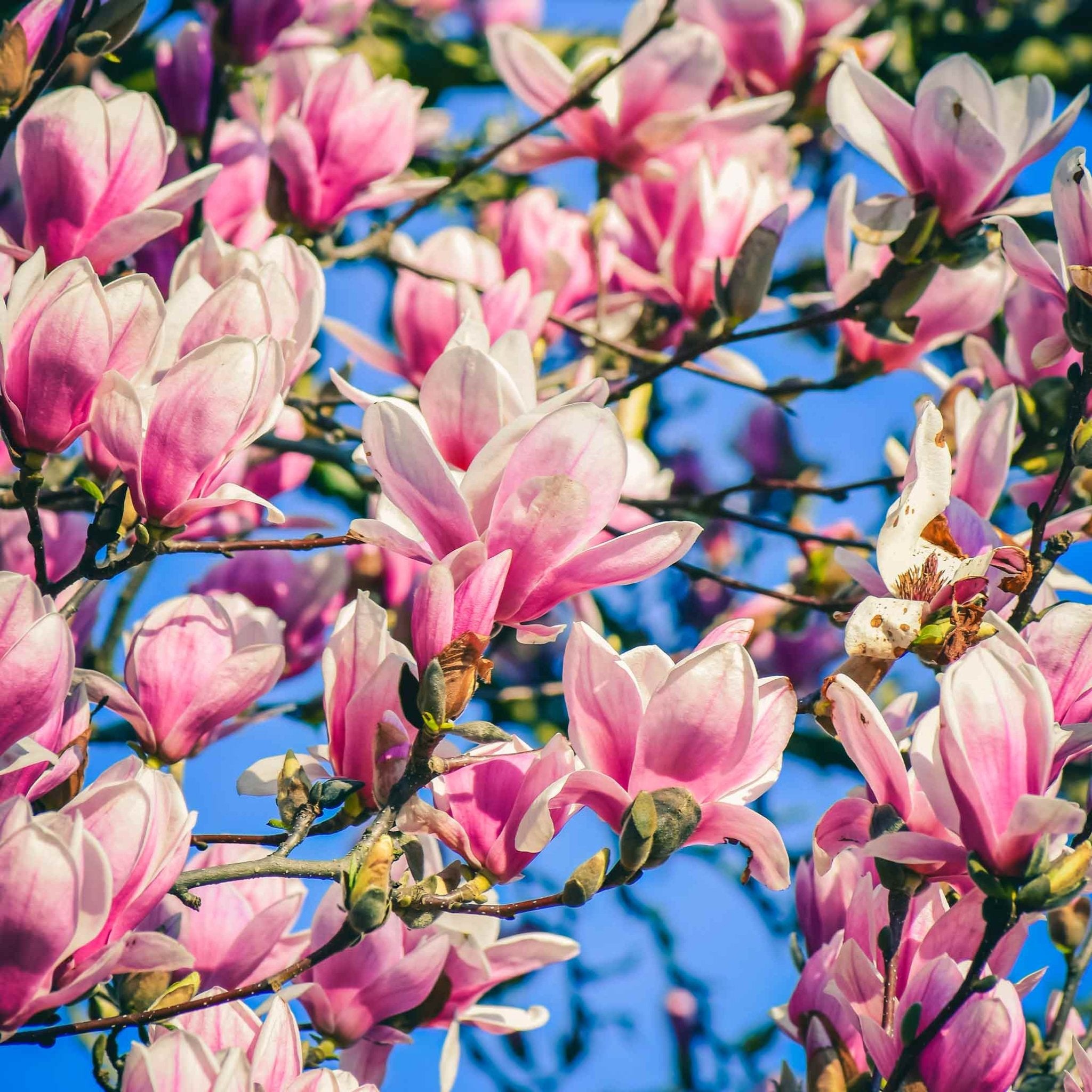 Jane Magnolia - Cheeky Garden