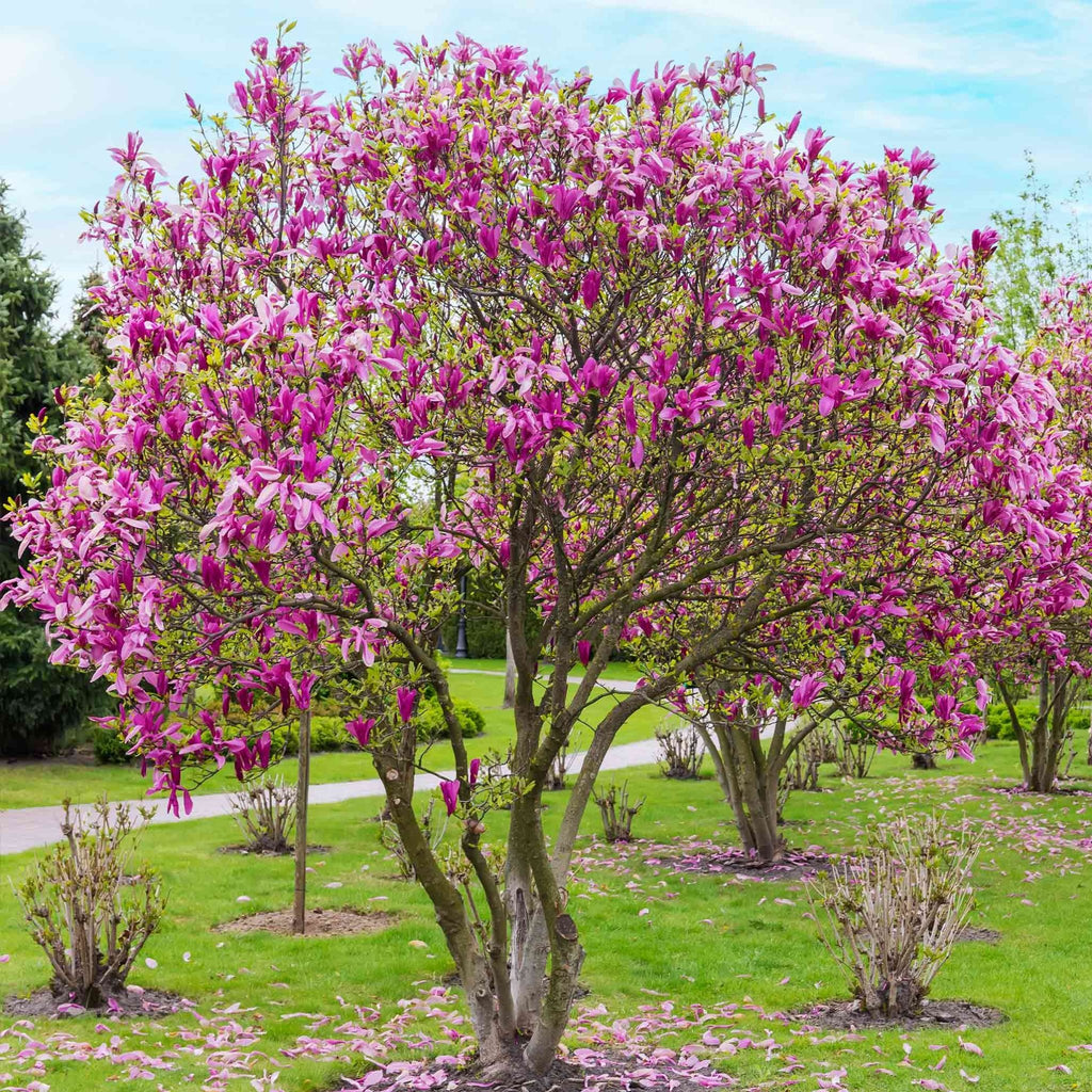 Jane Magnolia - Cheeky Garden