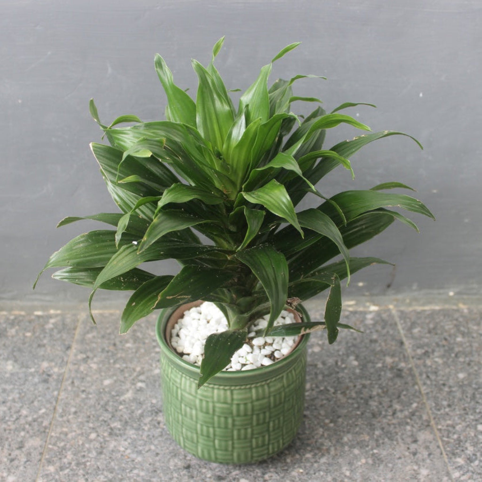 Janet Craig Dracaena - Cheeky Garden