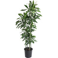 Janet Craig Dracaena - Cheeky Garden
