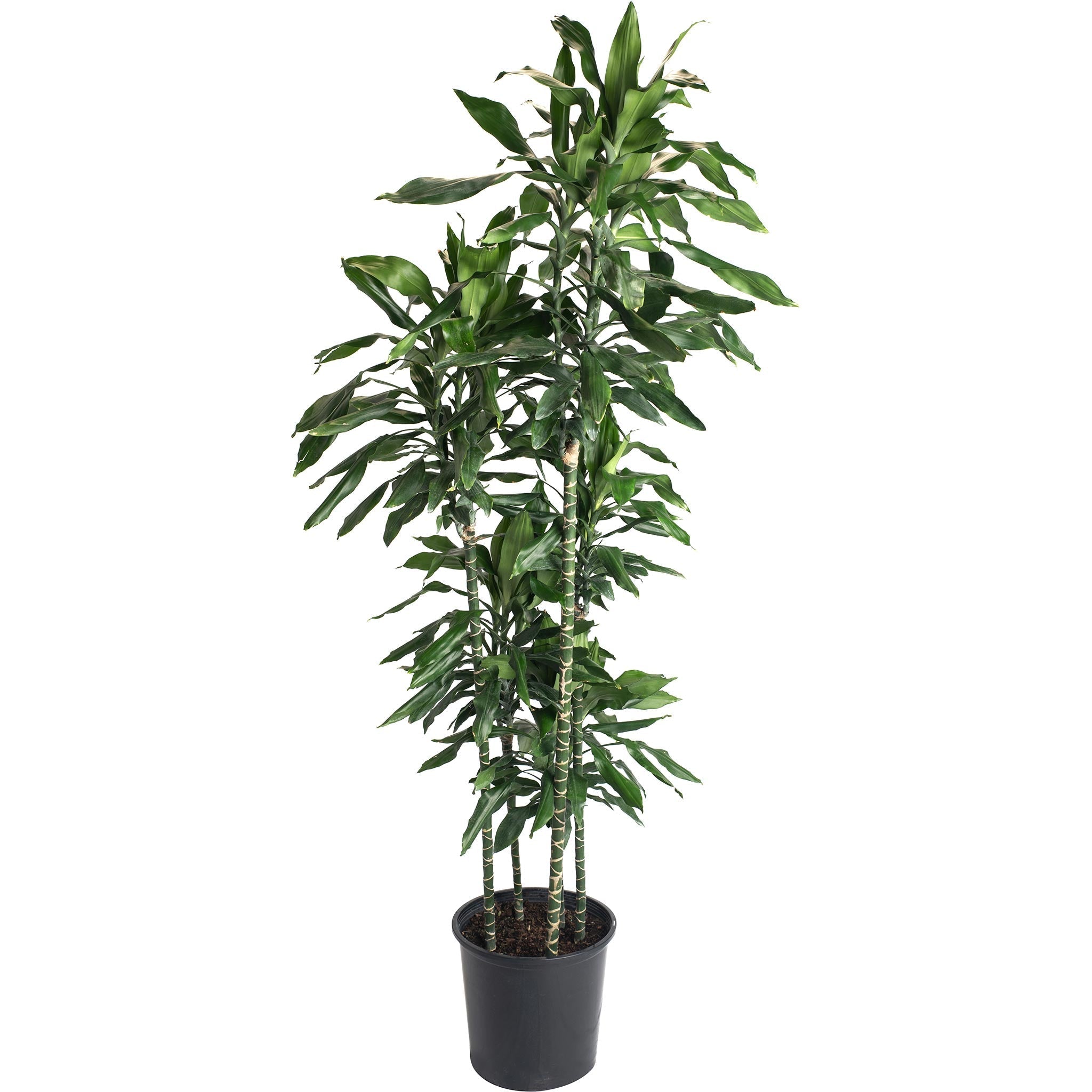 Janet Craig Dracaena - Cheeky Garden