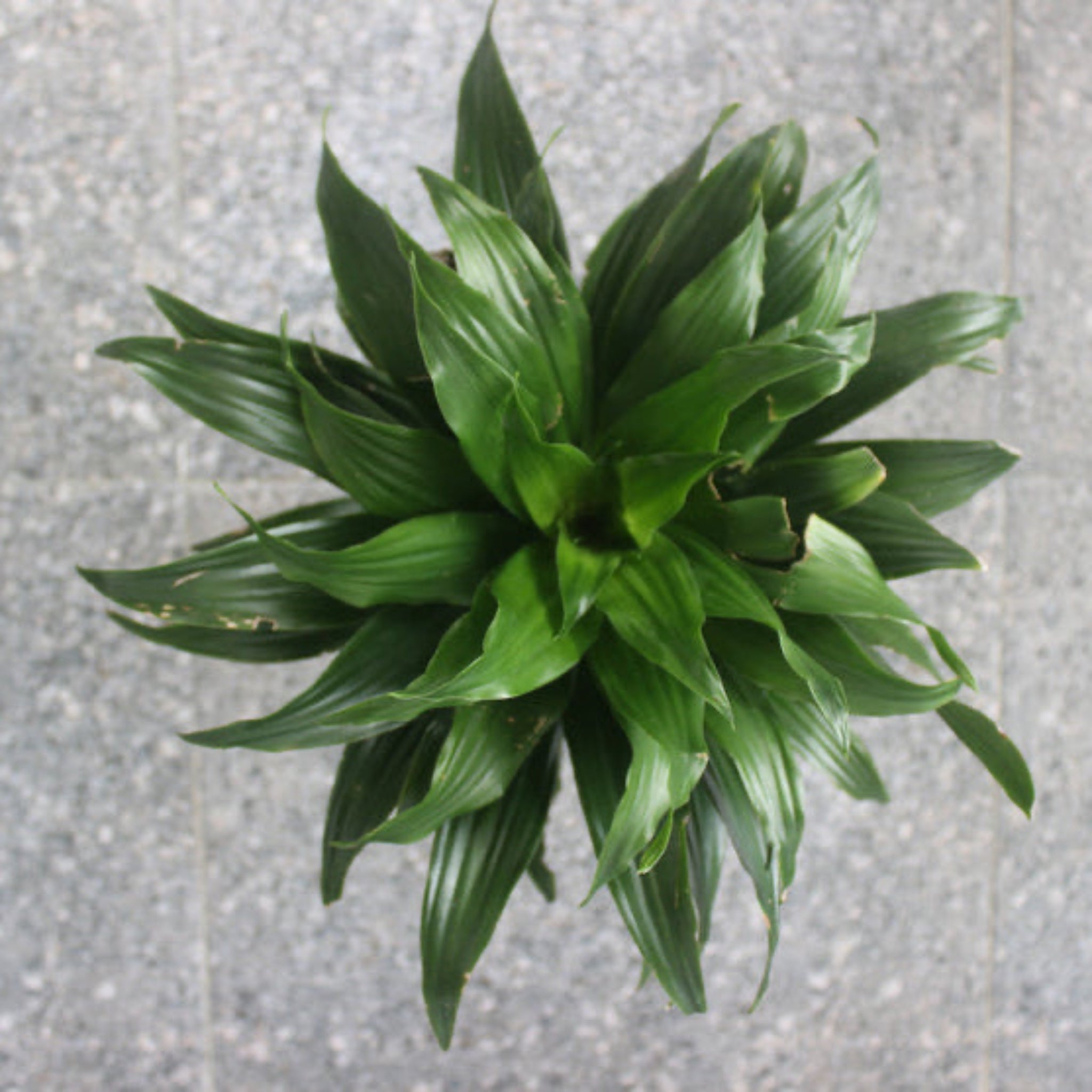 Janet Craig Dracaena - Cheeky Garden