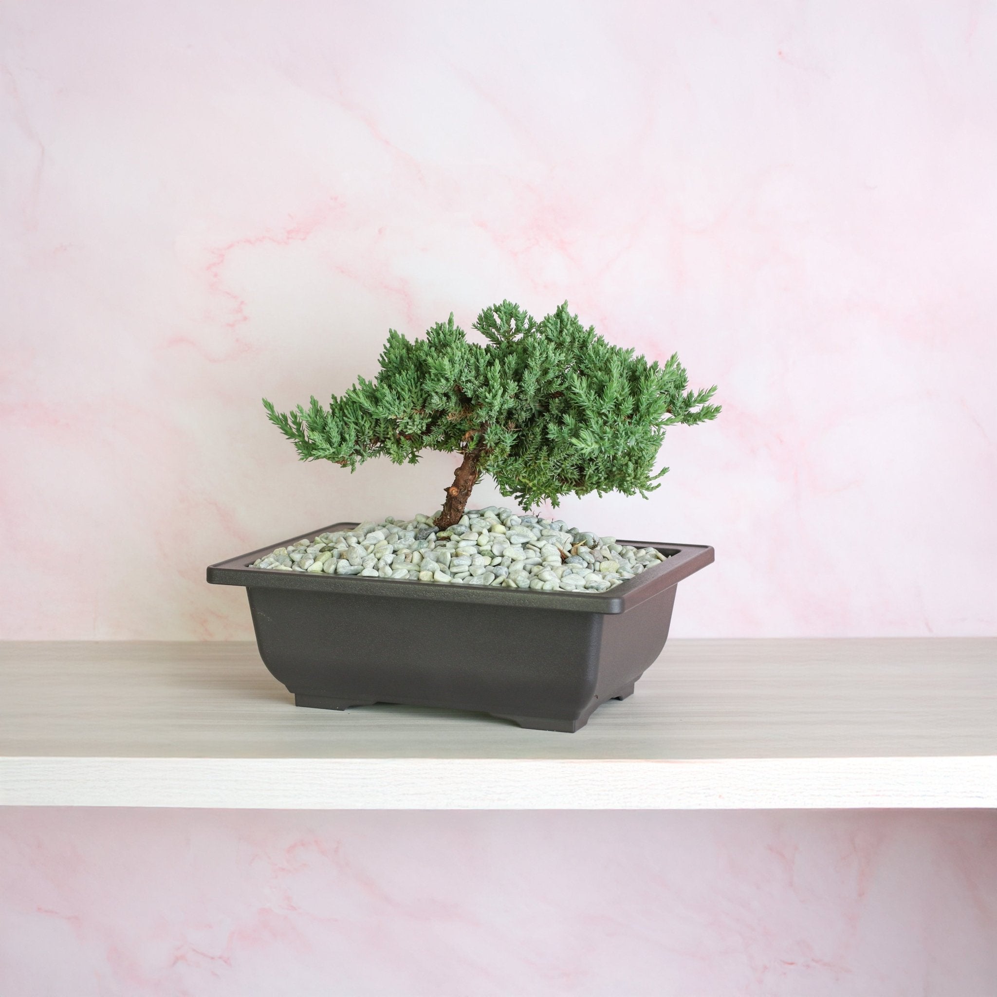 Japanese Juniper Bonsai ‘Nana’ - Cheeky Garden