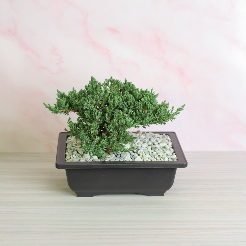 Japanese Juniper Bonsai ‘Nana’ - Cheeky Garden