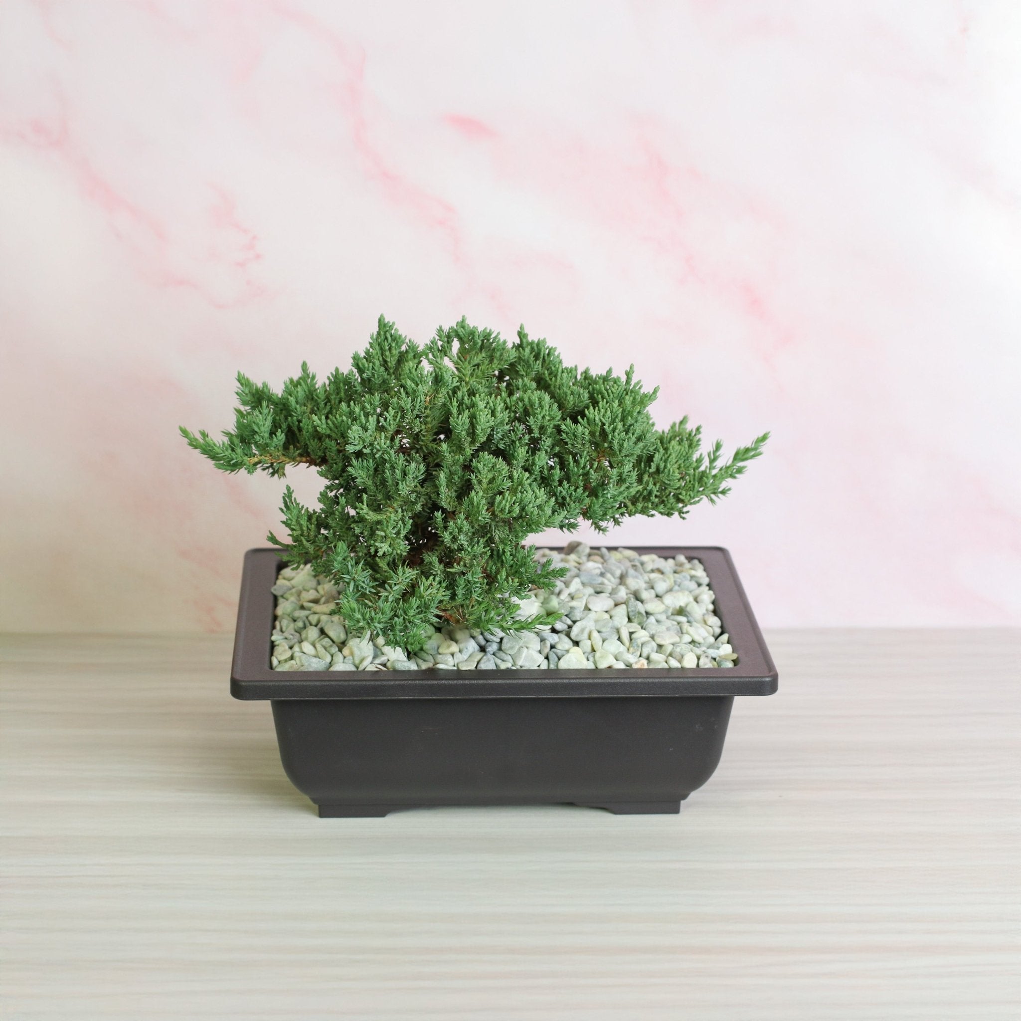 Japanese Juniper Bonsai ‘Nana’ - Cheeky Garden