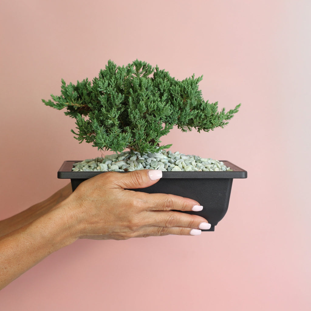 Japanese Juniper Bonsai ‘Nana’ - Cheeky Garden
