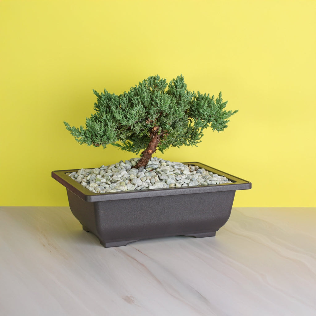 Japanese Juniper Bonsai ‘Nana’ - Cheeky Garden