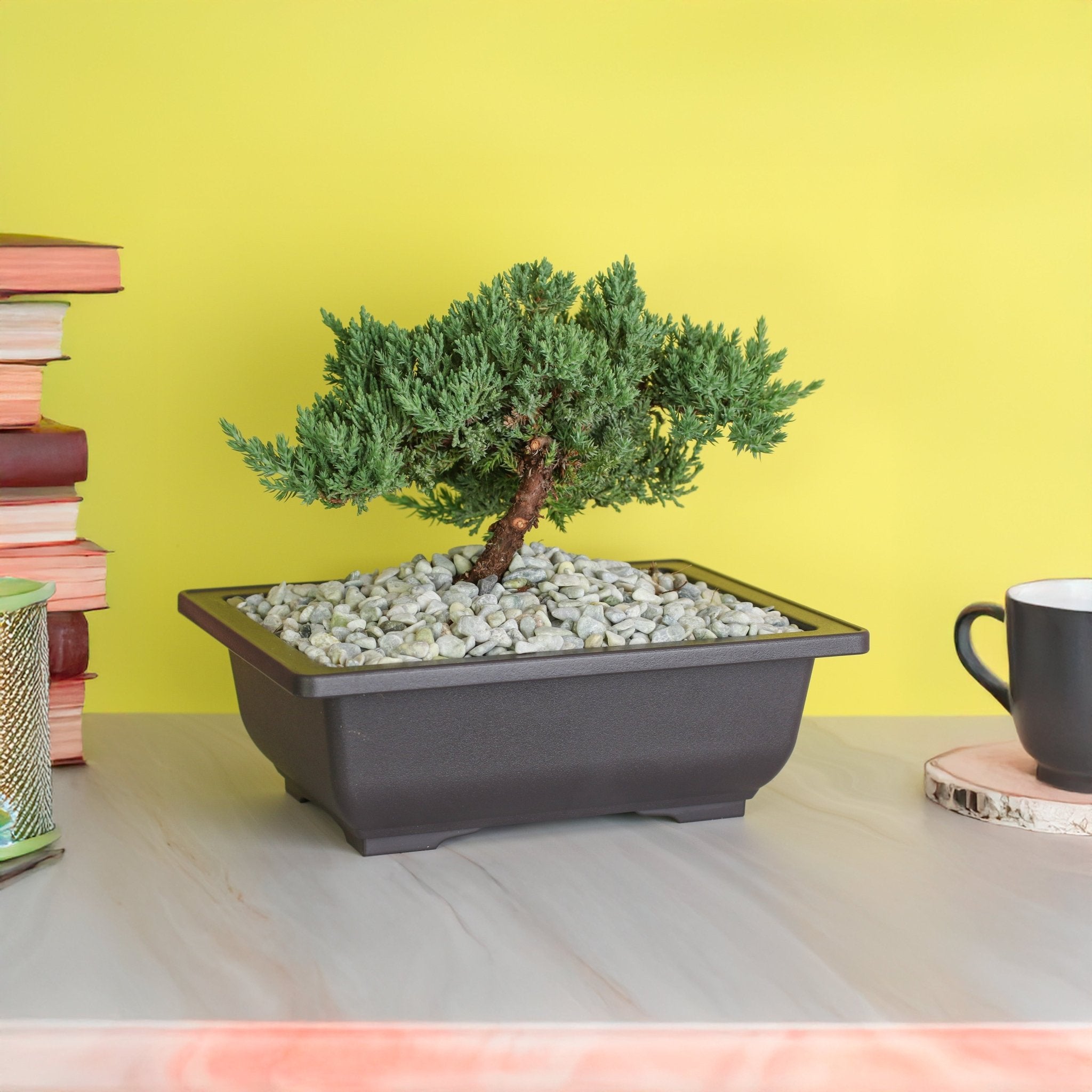 Japanese Juniper Bonsai ‘Nana’ - Cheeky Garden
