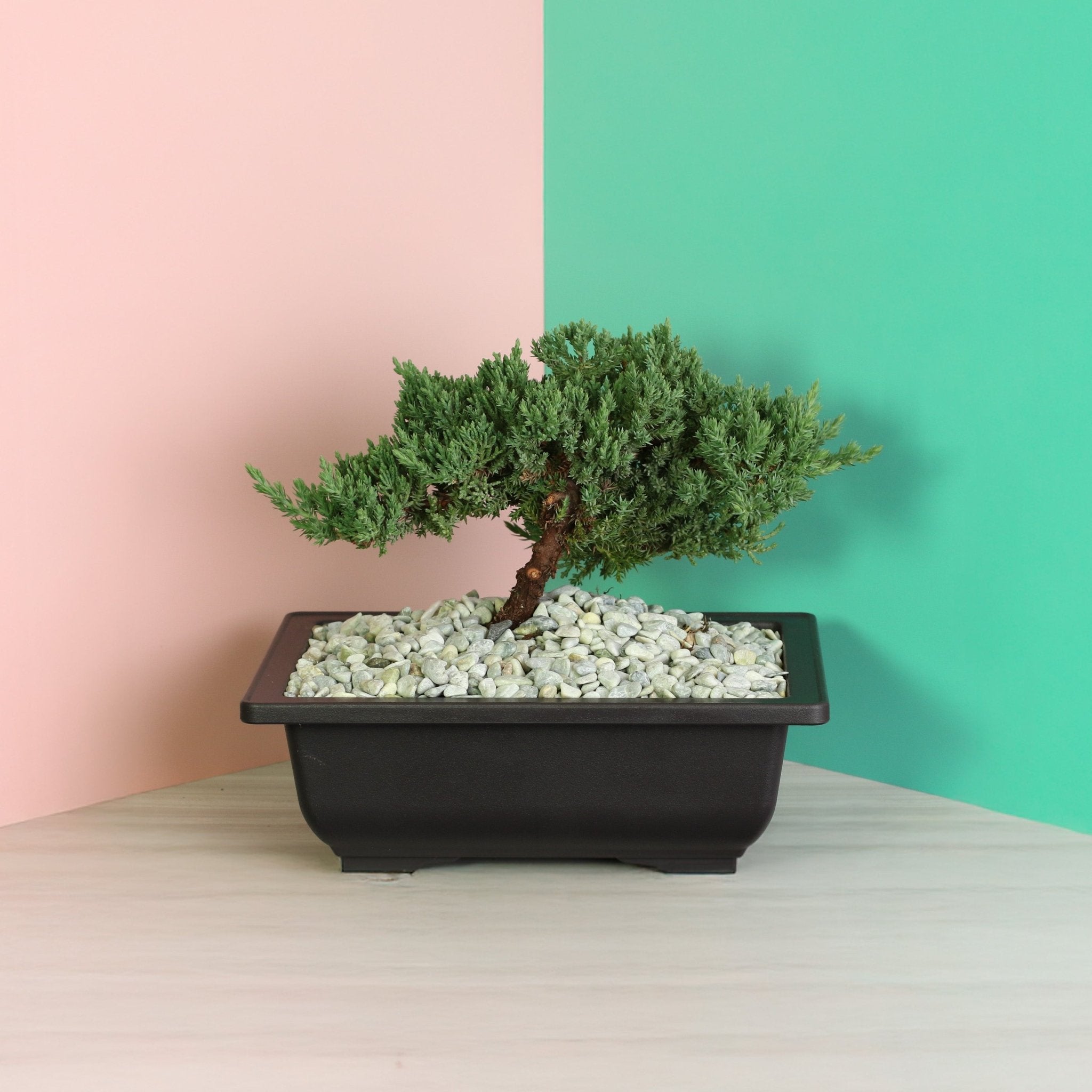 Japanese Juniper Bonsai ‘Nana’ - Cheeky Garden