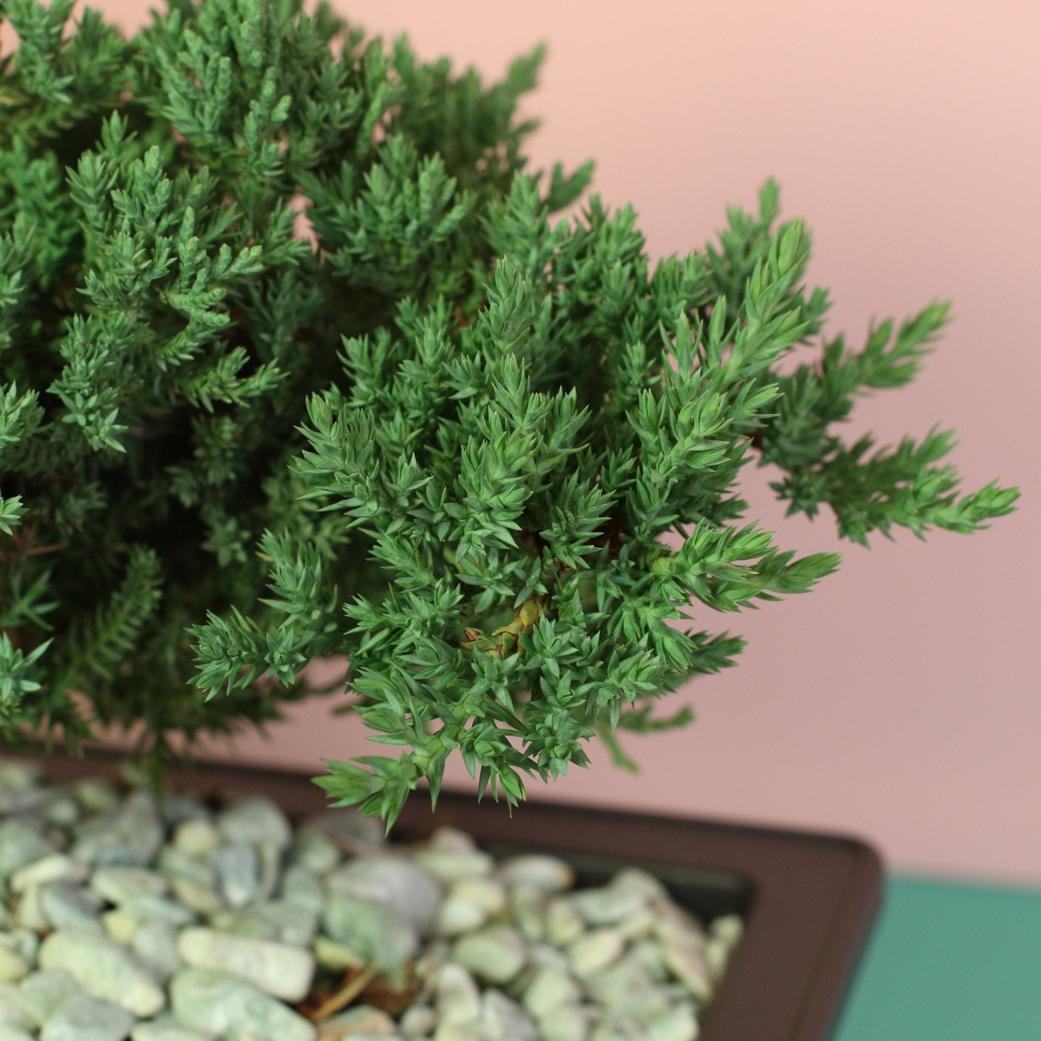 Japanese Juniper Bonsai ‘Nana’ - Cheeky Garden