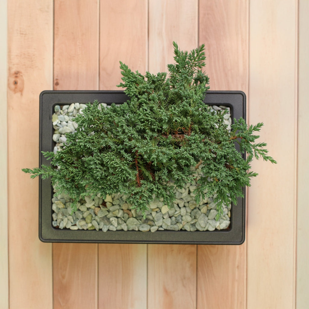 Japanese Juniper Bonsai ‘Nana’ - Cheeky Garden
