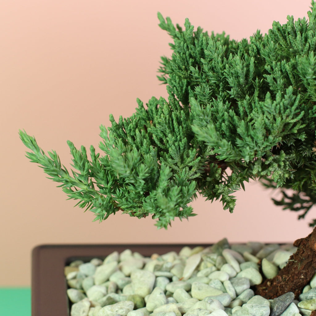 Japanese Juniper Bonsai ‘Nana’ - Cheeky Garden