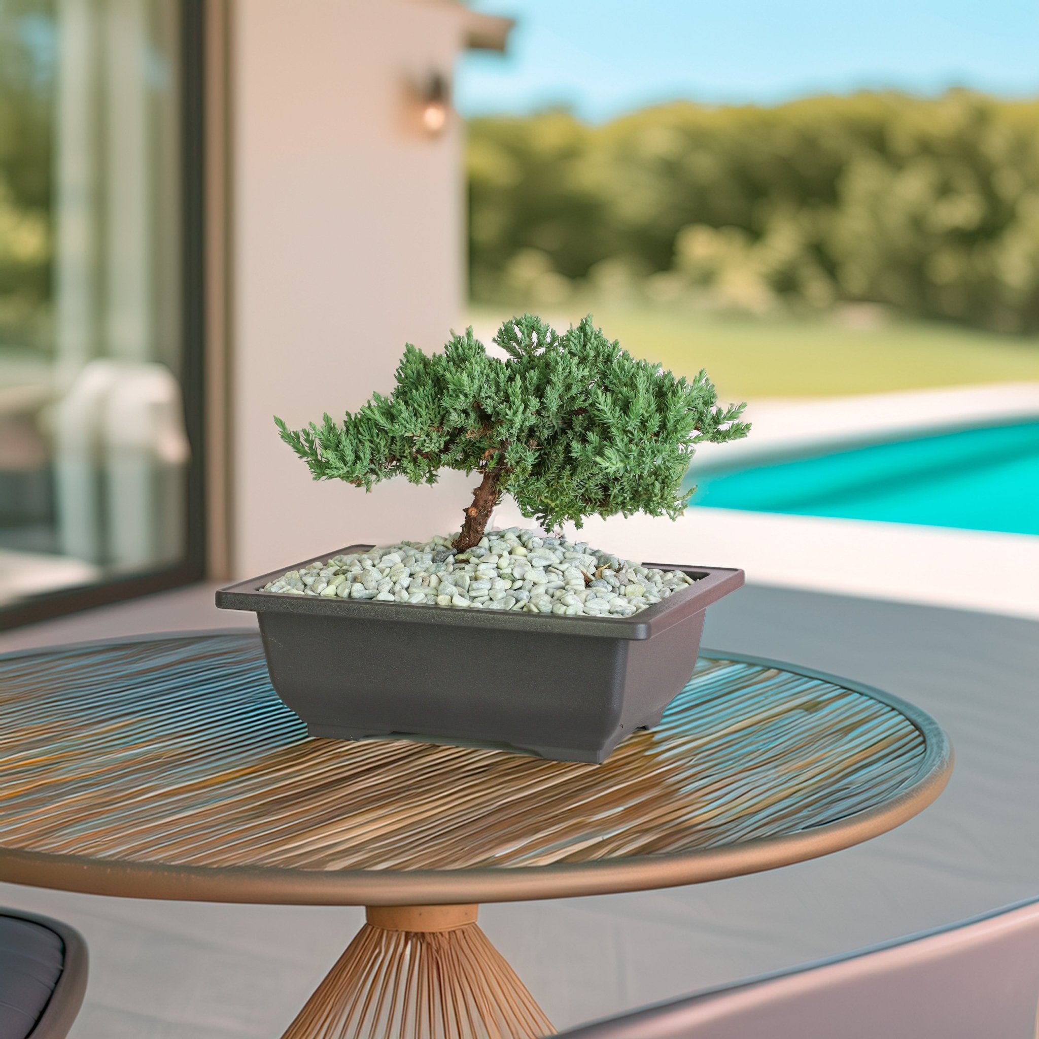 Japanese Juniper Bonsai ‘Nana’ - Cheeky Garden