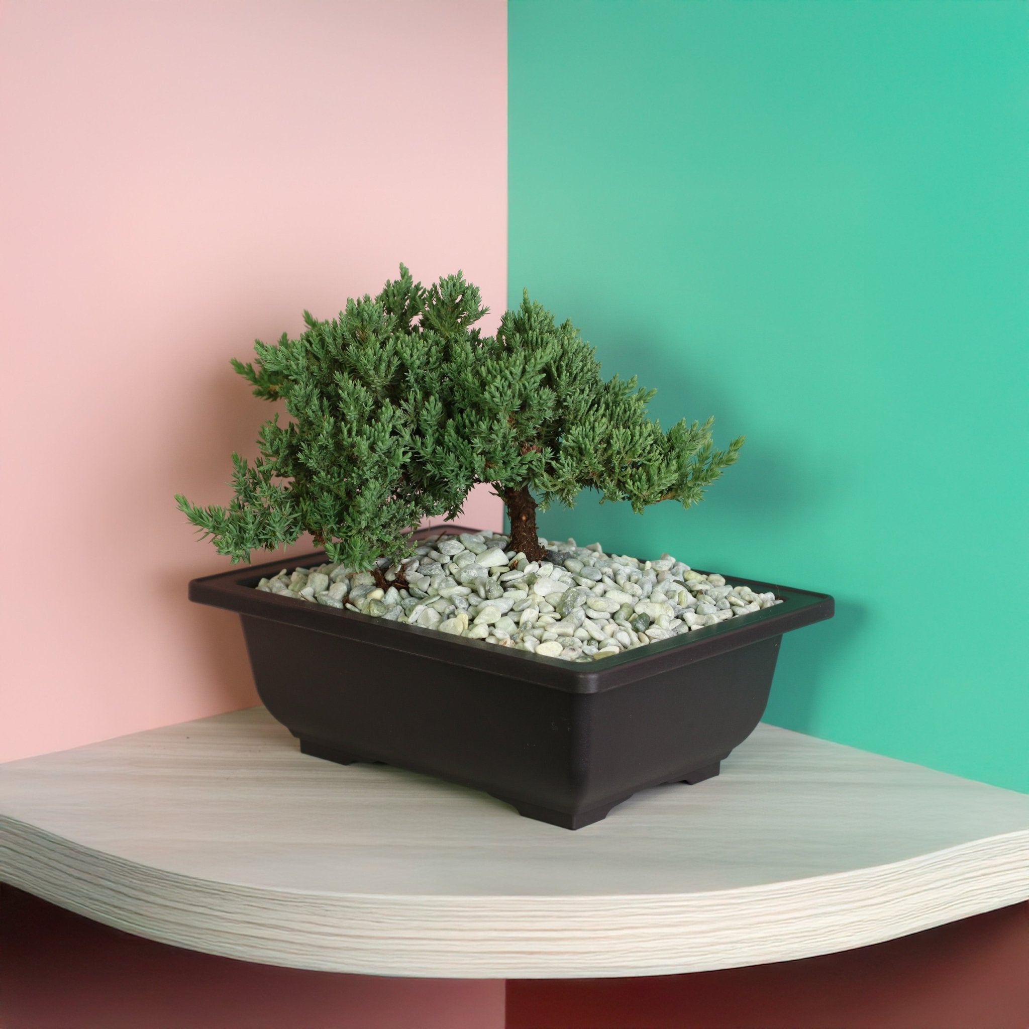 Japanese Juniper Bonsai ‘Nana’ - Cheeky Garden