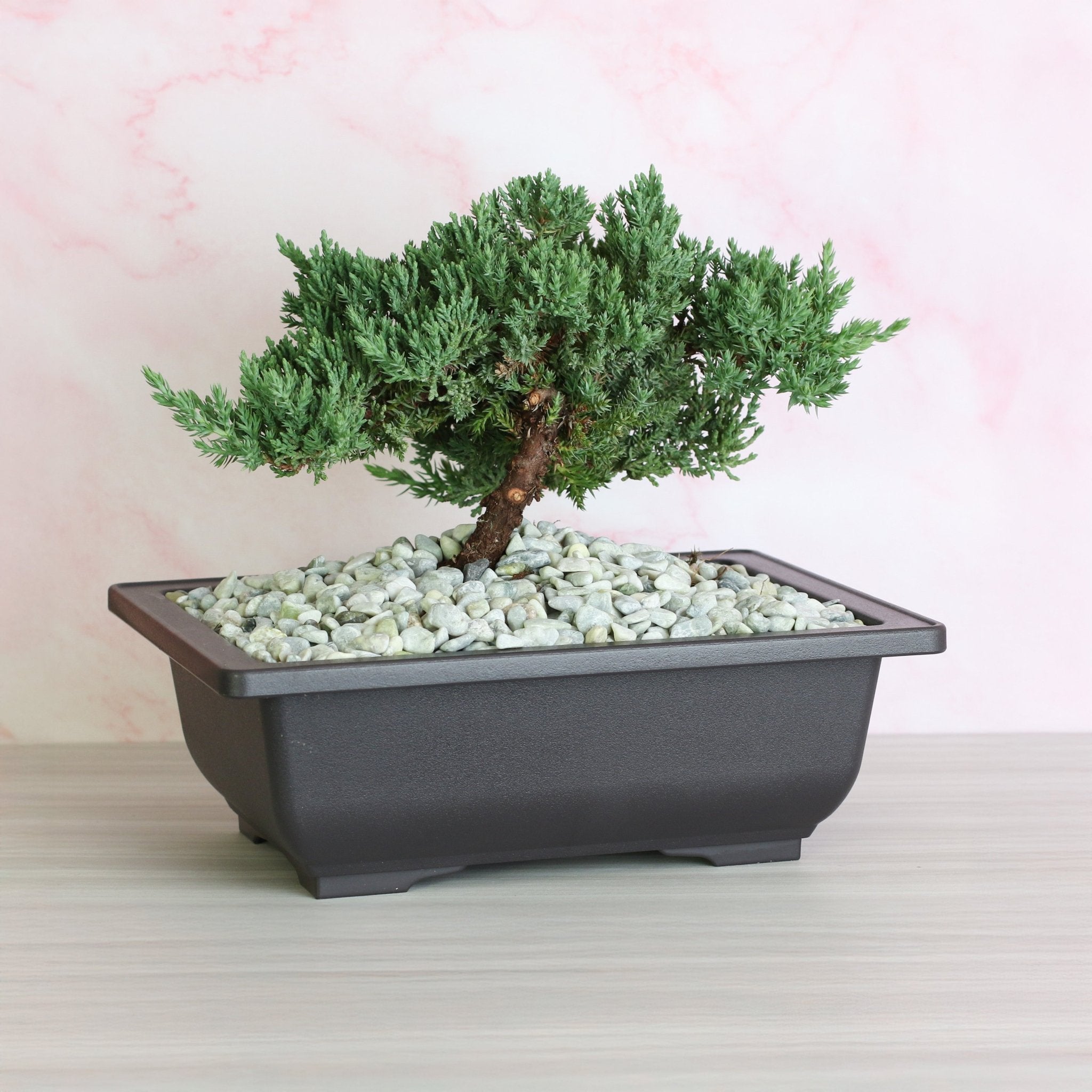 Japanese Juniper Bonsai ‘Nana’ - Cheeky Garden