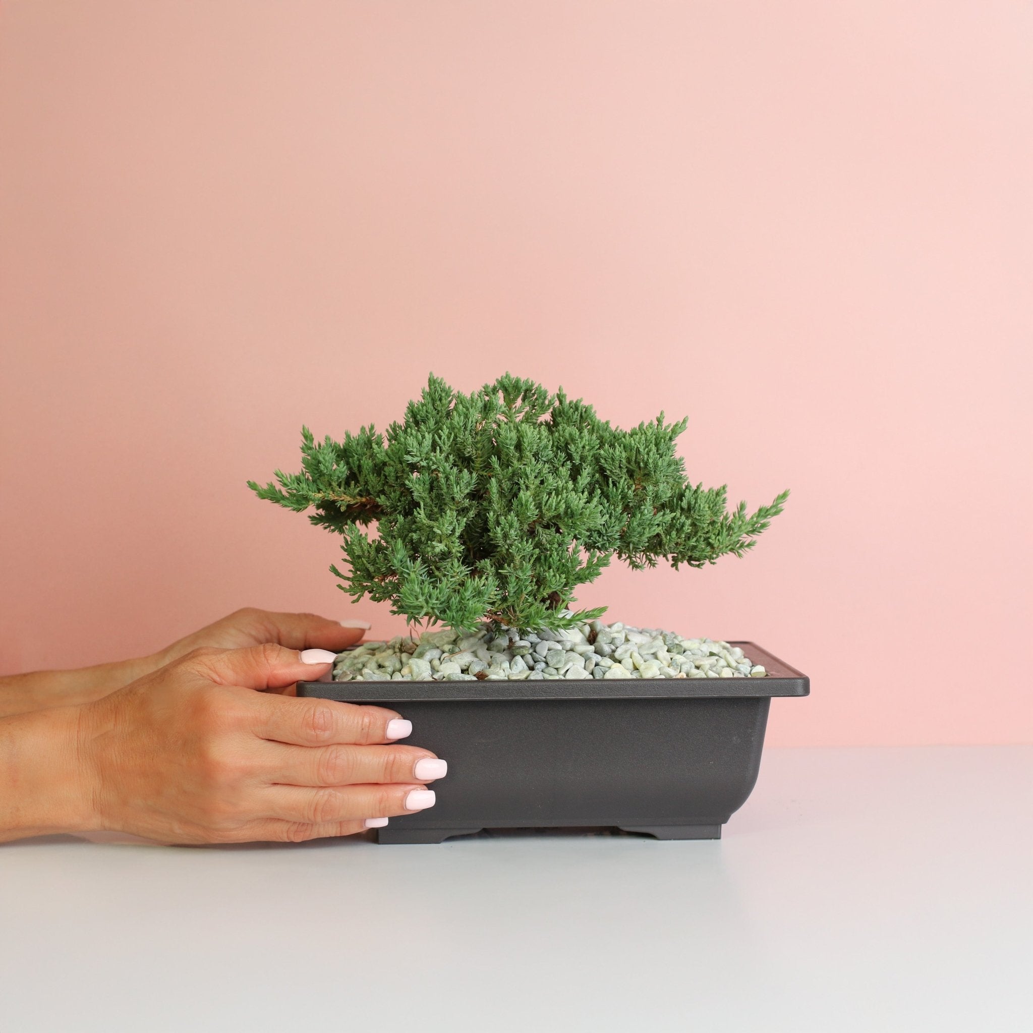 Japanese Juniper Bonsai ‘Nana’ - Cheeky Garden