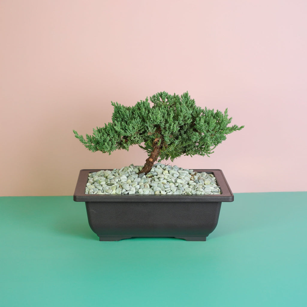 Japanese Juniper Bonsai ‘Nana’ - Cheeky Garden