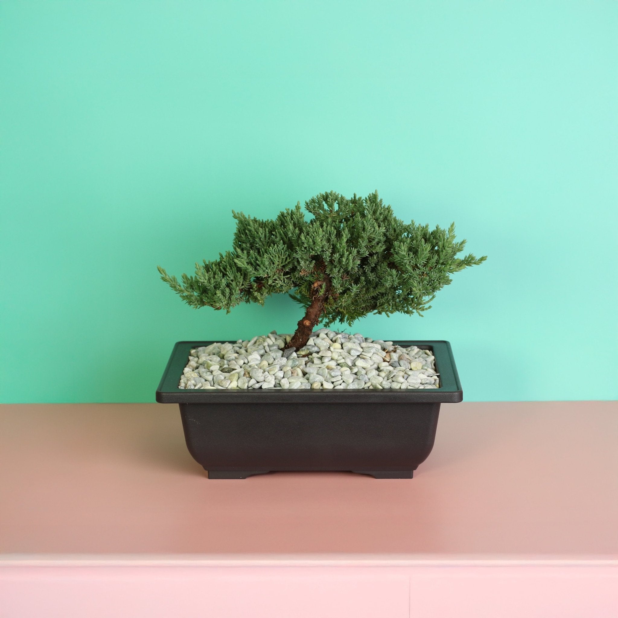 Japanese Juniper Bonsai ‘Nana’ - Cheeky Garden