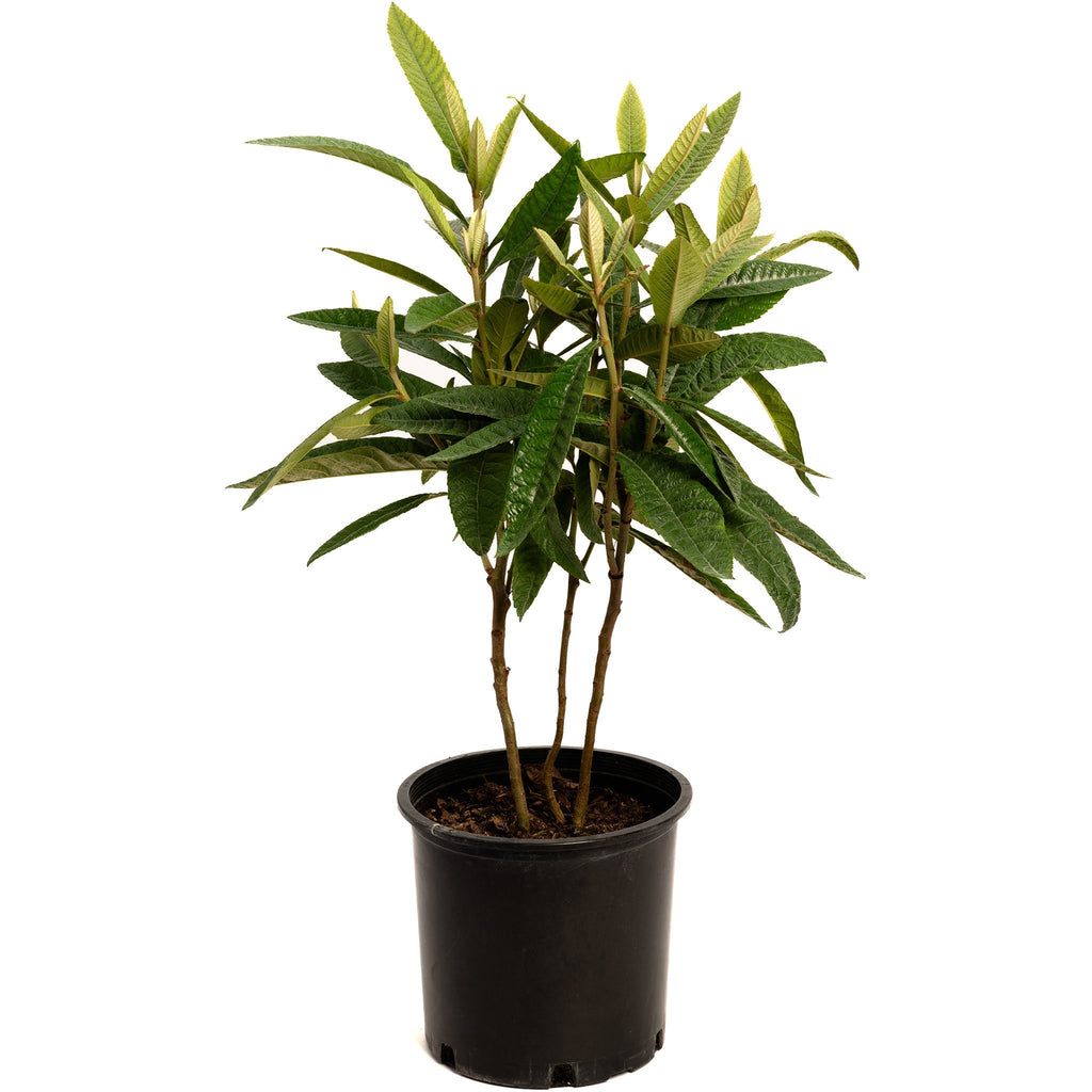 Japanese Loquat - Cheeky Garden