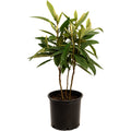 Japanese Loquat - Cheeky Garden