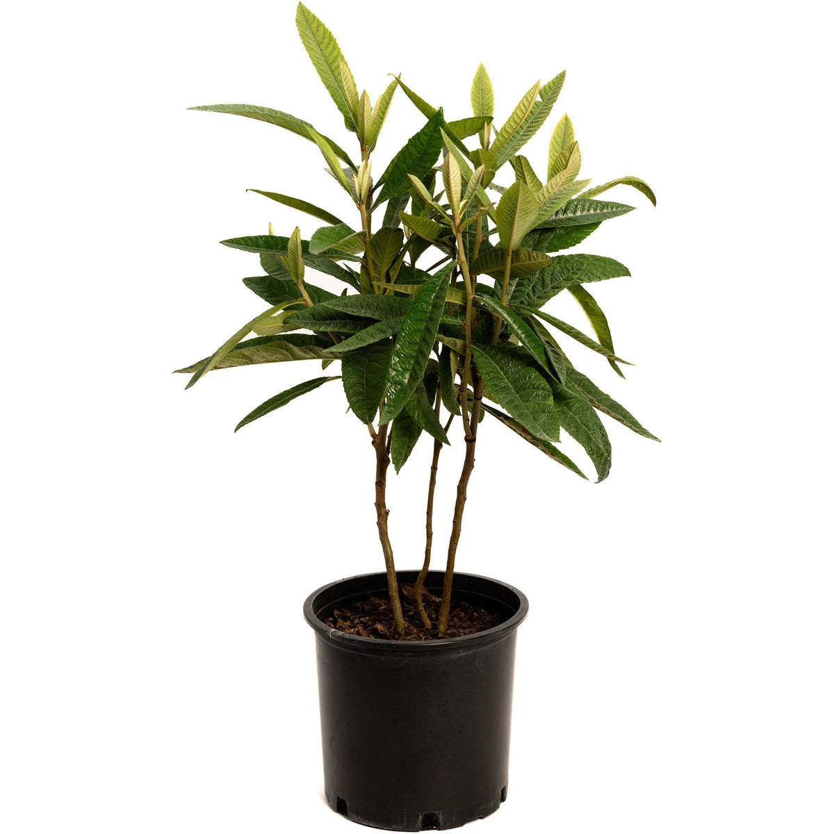Japanese Loquat - Cheeky Garden