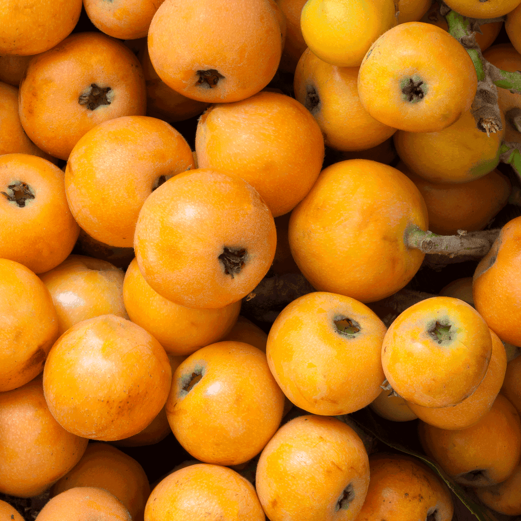 Japanese Loquat - Cheeky Garden
